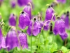 Show product details for Campanula pulla